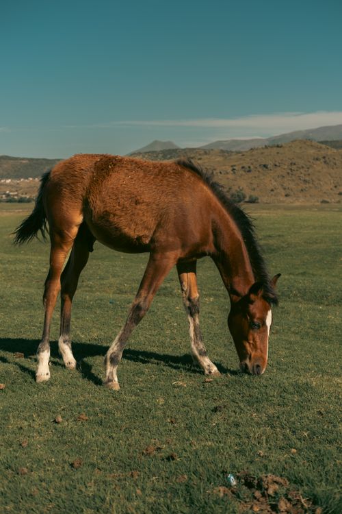 Free A brown horse grazes on a green pasture in Kayseri, Turkey, under a clear blue sky. Stock Photo