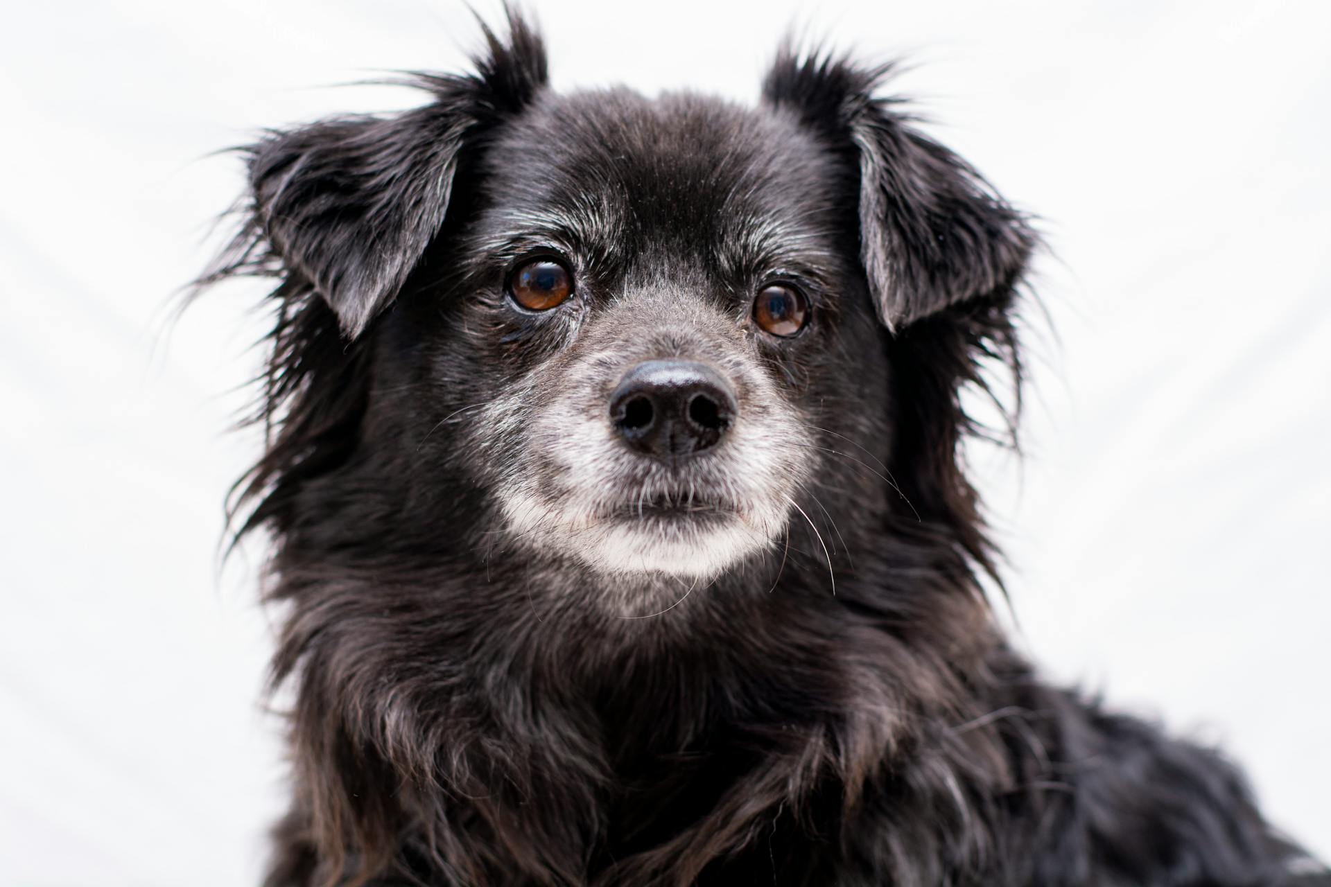 A black dog with long hair sitting on a white background