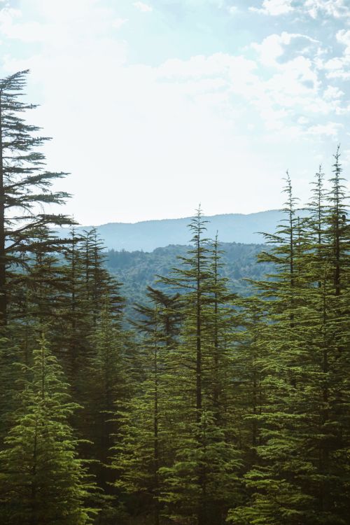 Free Vibrant evergreen forest with mountains and fog in Şarkikaraağaç, Turkey, offering a peaceful natural escape. Stock Photo