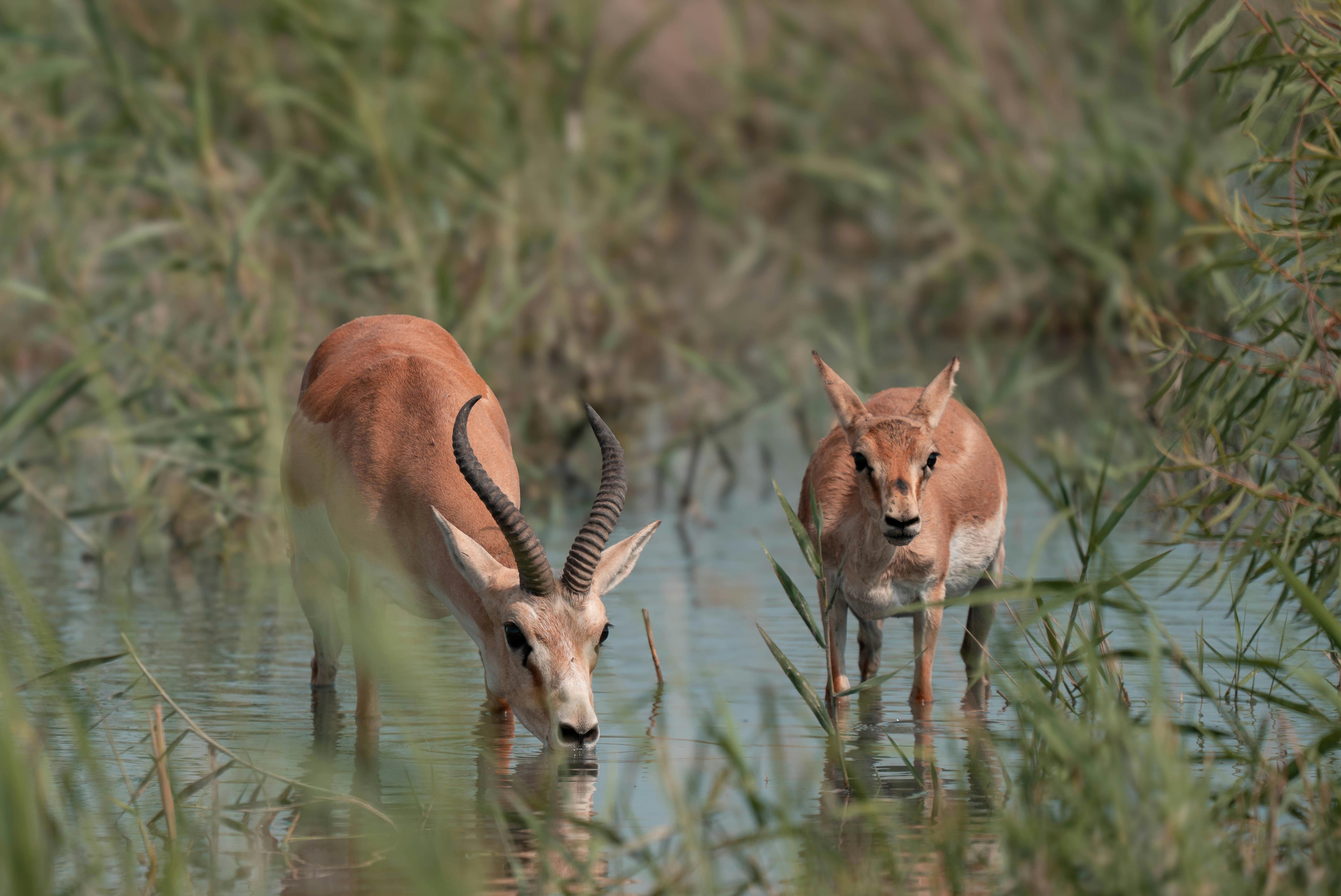 two antelopes are standing in the water