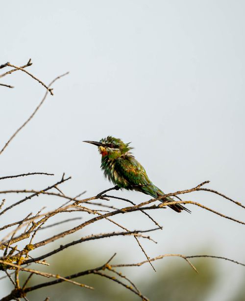 Free A vibrant bee-eater bird resting on a bare branch in the wild, showcasing beautiful plumage. Stock Photo