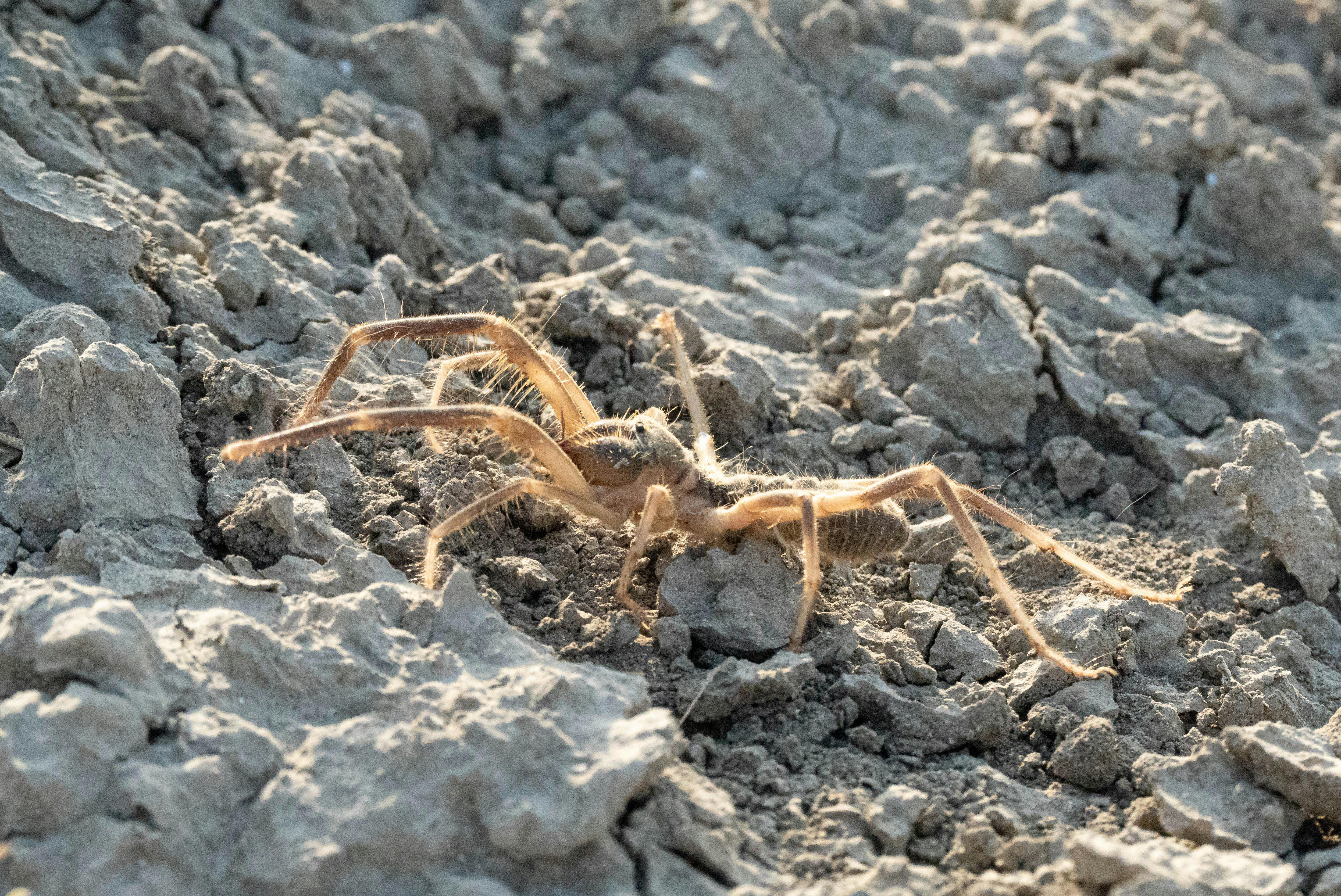 Aphonopelma