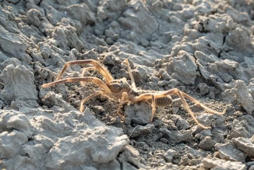 A spider crawling on the ground in the middle of a field