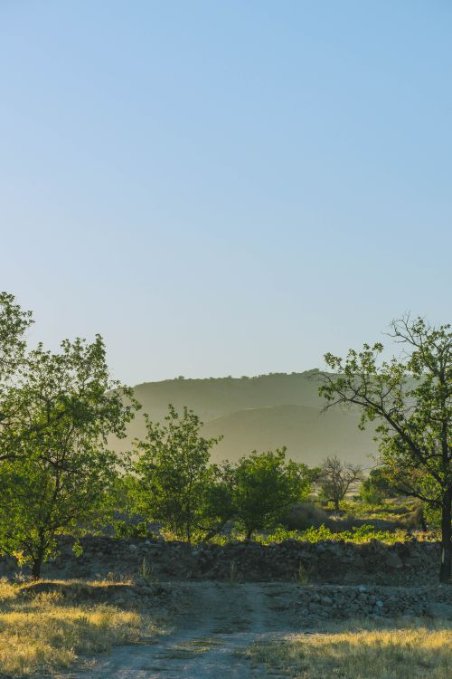 Free Peaceful countryside scene with trees and hills at dawn. Stock Photo
