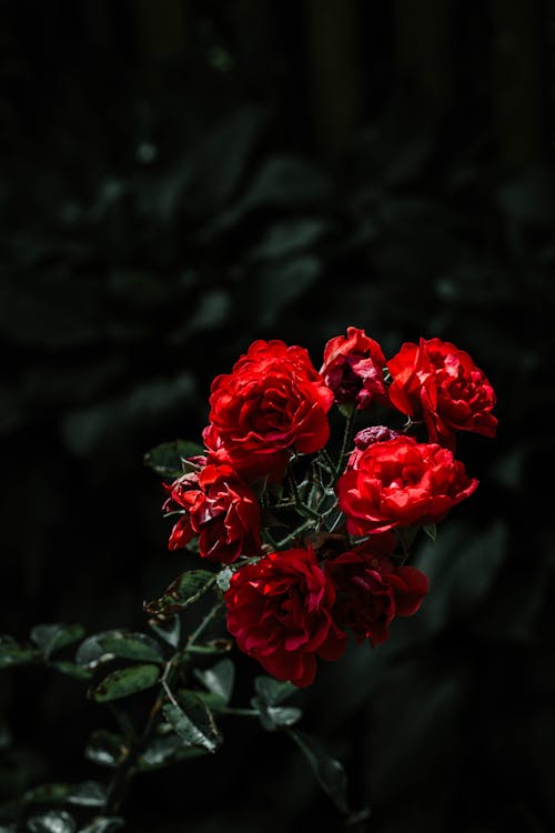 Close-Up Photo of Red Roses