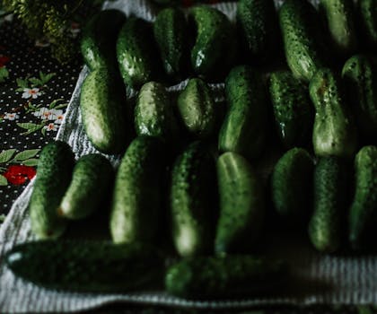 Organic cucumbers laid out on a textured surface, showcasing their freshness and green color.