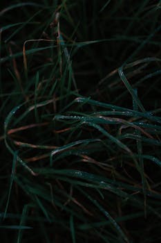 户外特写照片中，沾满露珠的叶片在黑暗中显得大气