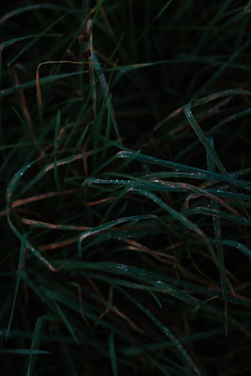 Grass with Drops of Water