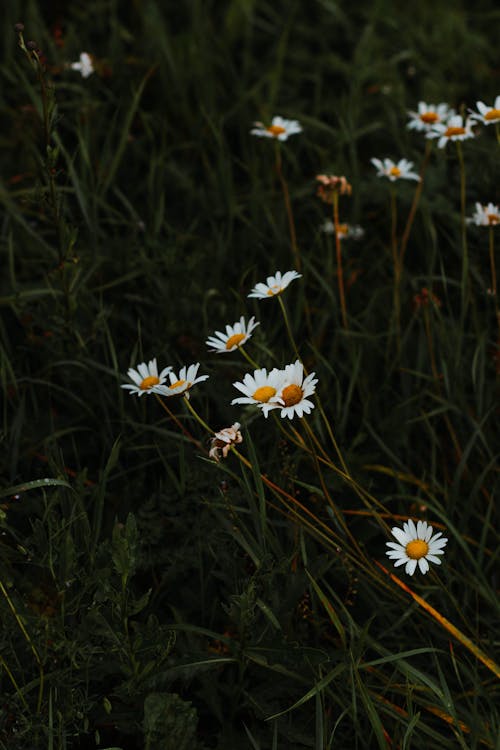 Flores De Camomila Crescendo Em Campo Verde