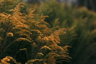 在郁郁葱葱的田野里，金色野花的宁静景象捕捉到了秋天温暖色调的精髓