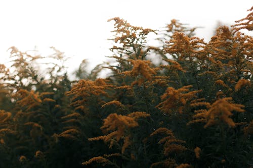가지, 경작하다, 고요한의 무료 스톡 사진