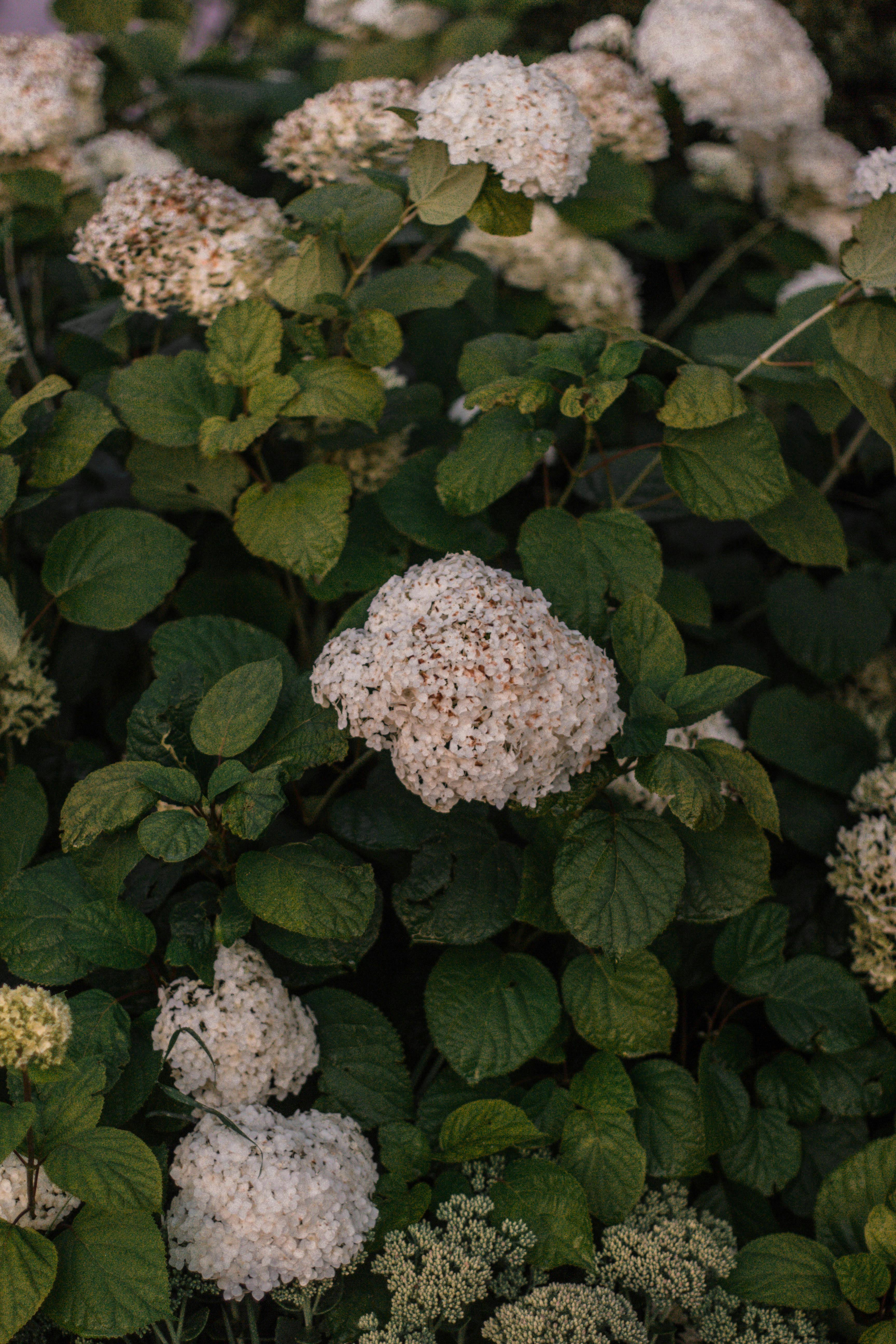 Elegant white hydrangeas blooming amidst lush green foliage, showcasing nature's serene beauty.