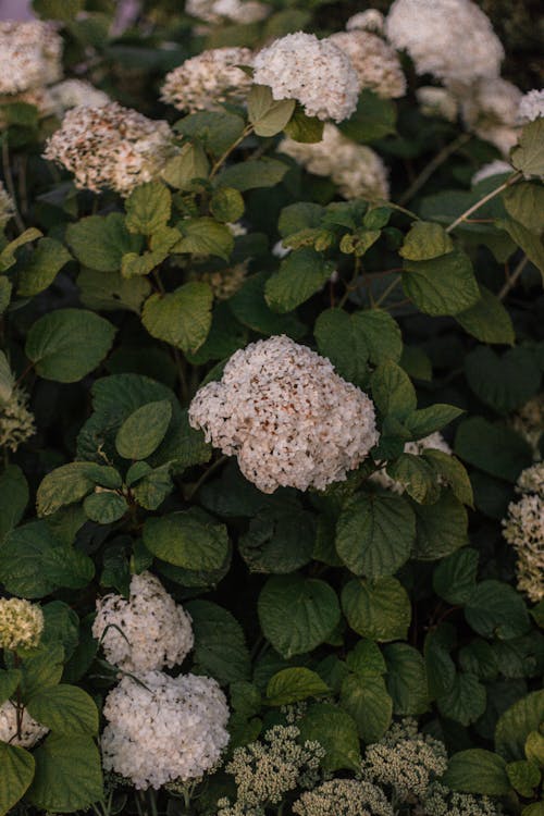 Close-Up Photo of White Flowers