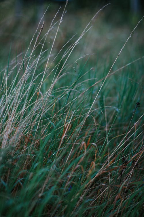 Tall green dry weed grass with narrow leaves growing in forests and meadow in countryside