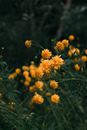郁郁葱葱的花园里，美丽的黄色花朵绽放着，展现了大自然充满活力的色彩