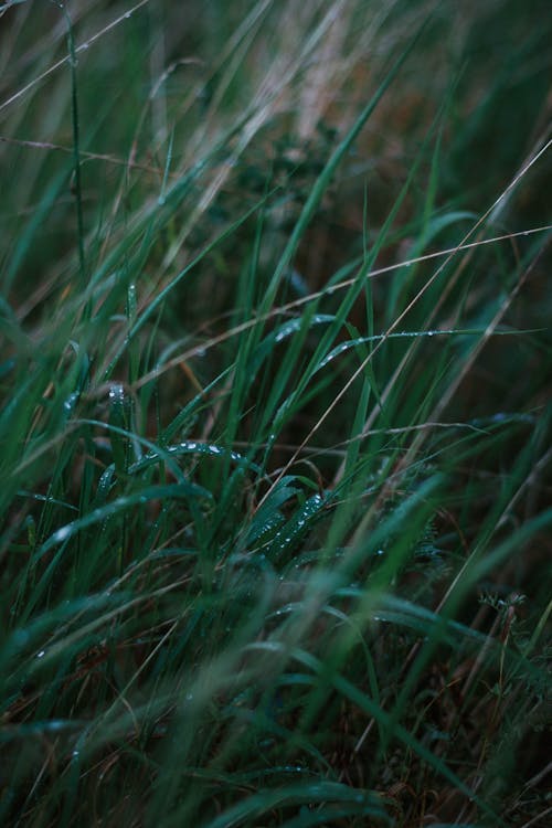 Green Grass With Water Droplets