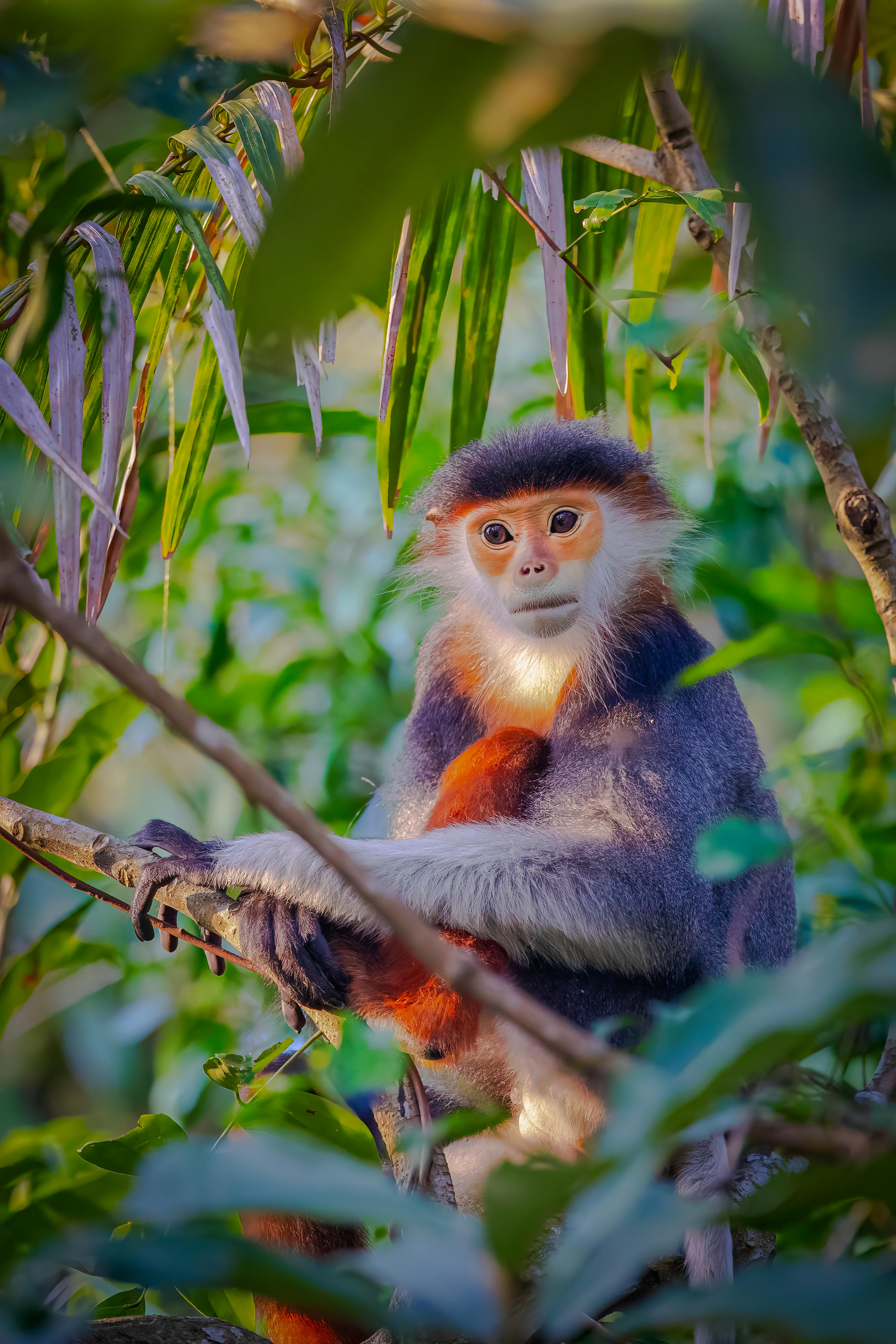 Red-shanked đouc langur