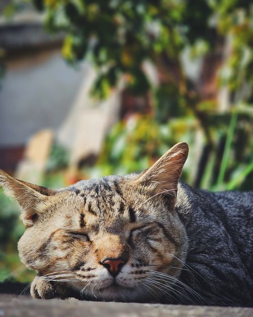Free Close-up of a relaxed domestic cat napping peacefully outdoors in the sunlight. Stock Photo