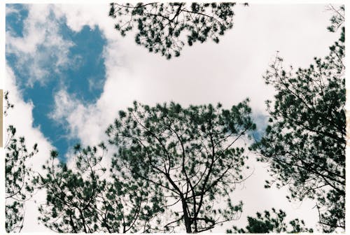 Kostenlos Low Angle Foto Von Bäumen Während Des Tages Stock-Foto