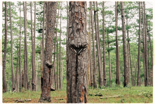 無料 昼間の木の幹の写真 写真素材