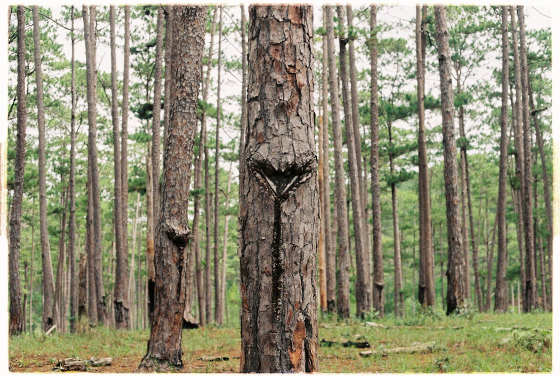 Photo Of Tree Trunks During Daytime