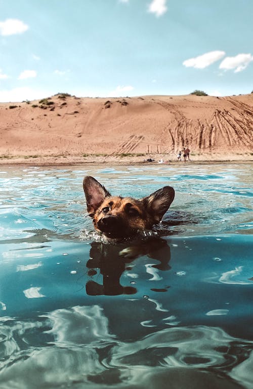 Foto De Perro Nadando En La Playa