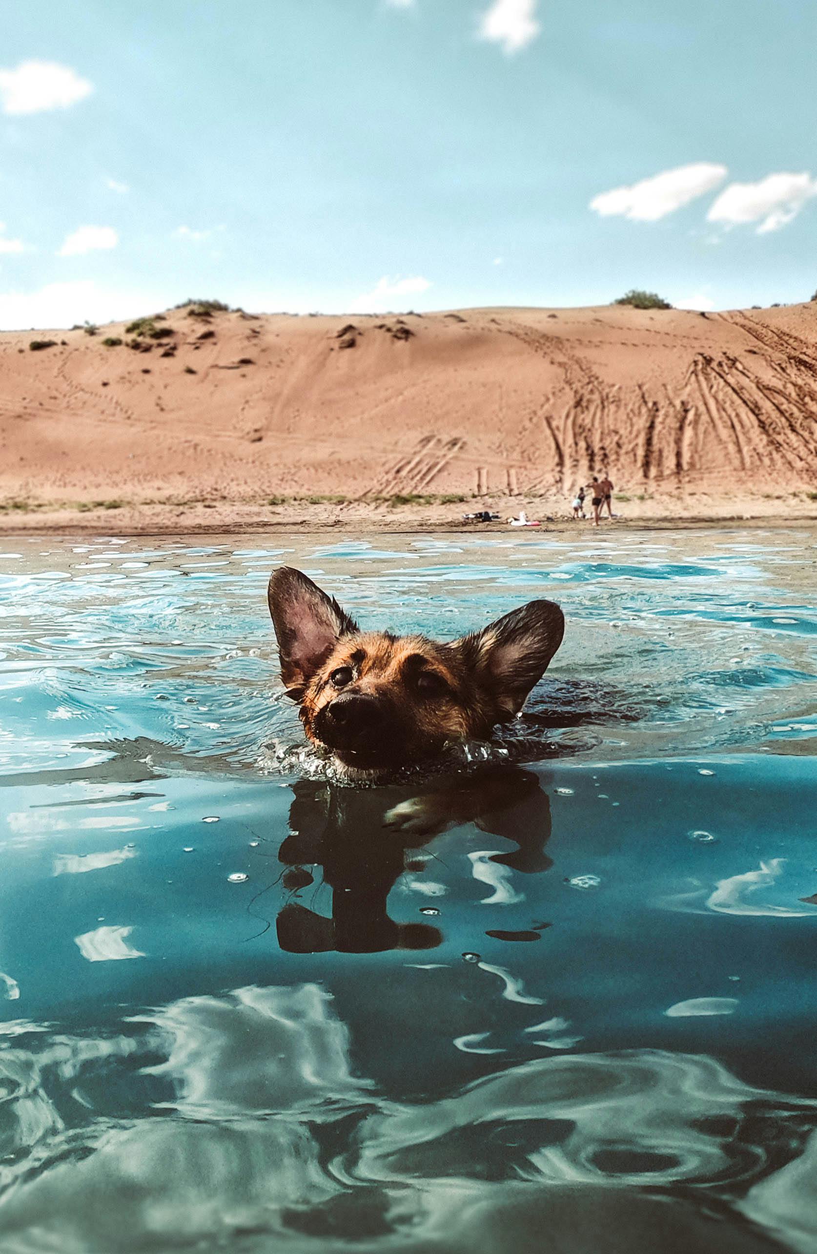 dog beach wallpaper