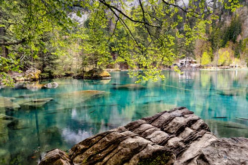 Ilmainen kuvapankkikuva tunnisteilla 4k taustakuva, blausee, havupuut