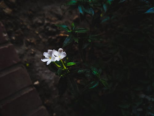 Fotos de stock gratuitas de flor blanca, hermosa flor