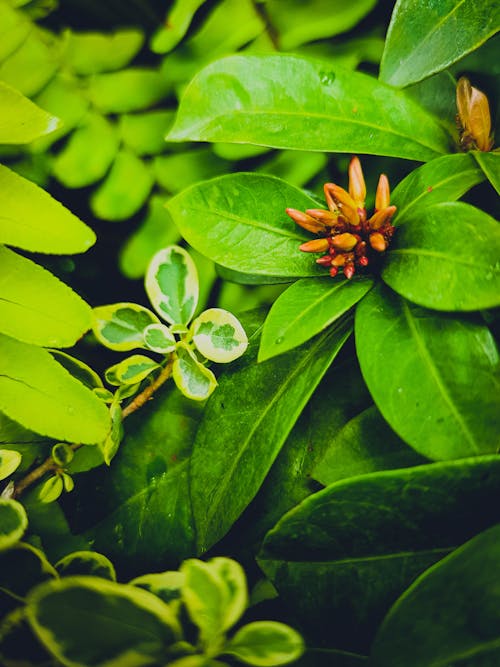 Foto stok gratis bunga yang indah, daun hijau