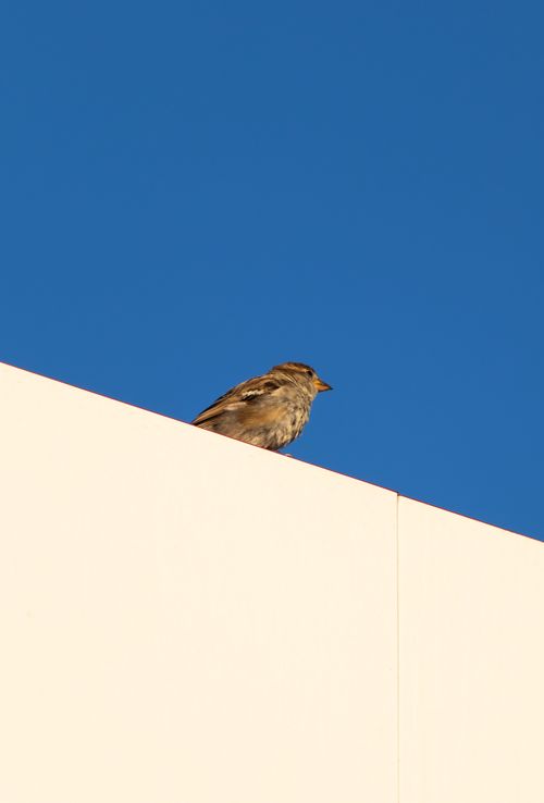 Free A sparrow sitting on a ledge against a bright blue sky in Merzifon, Türkiye. Stock Photo