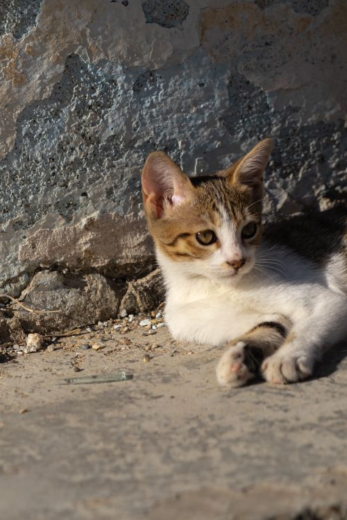 Free Charming kitten basking in the sun on a rustic setting in Merzifon, Türkiye. Stock Photo