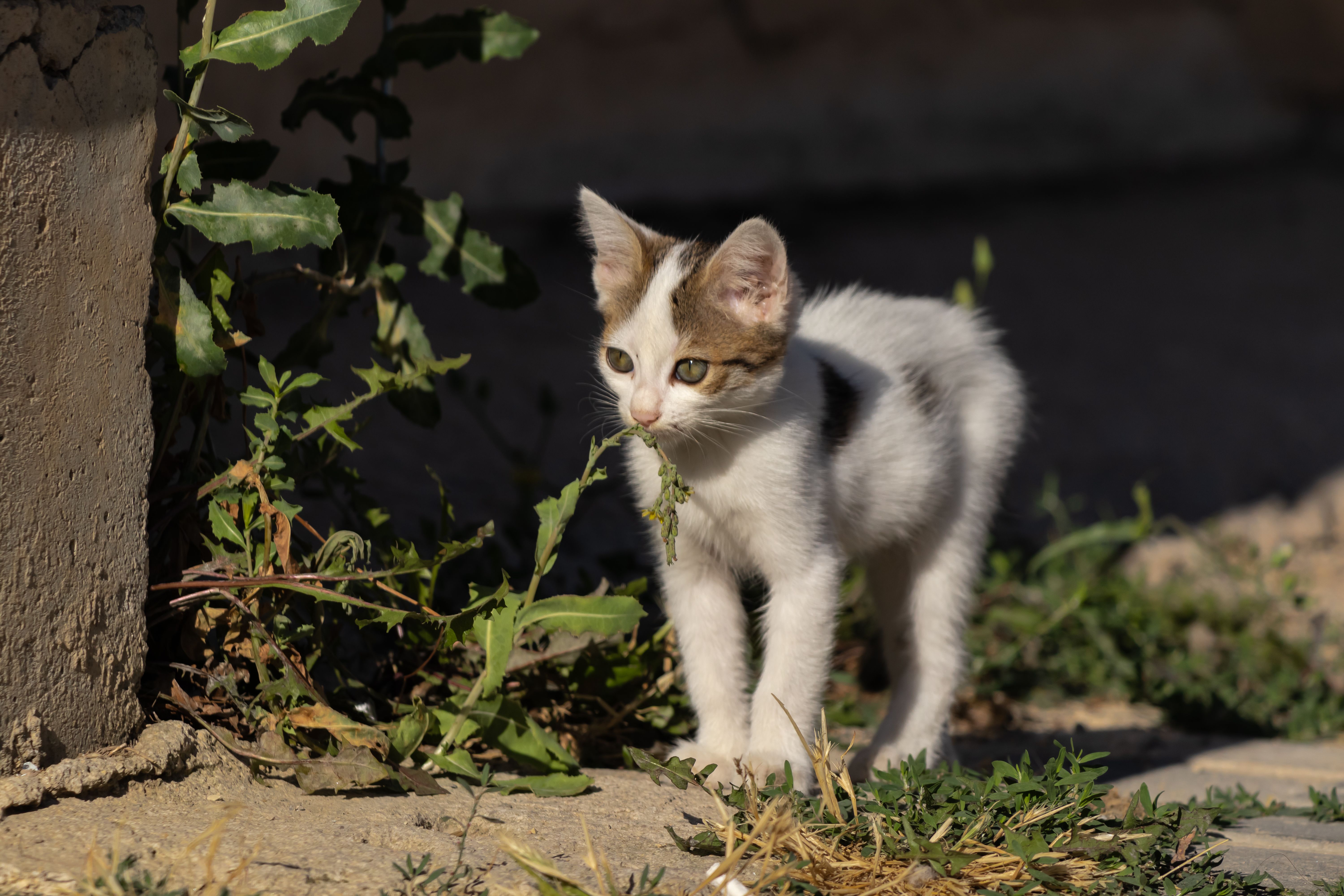 A small kitten is standing in front of a bush · Free Stock Photo