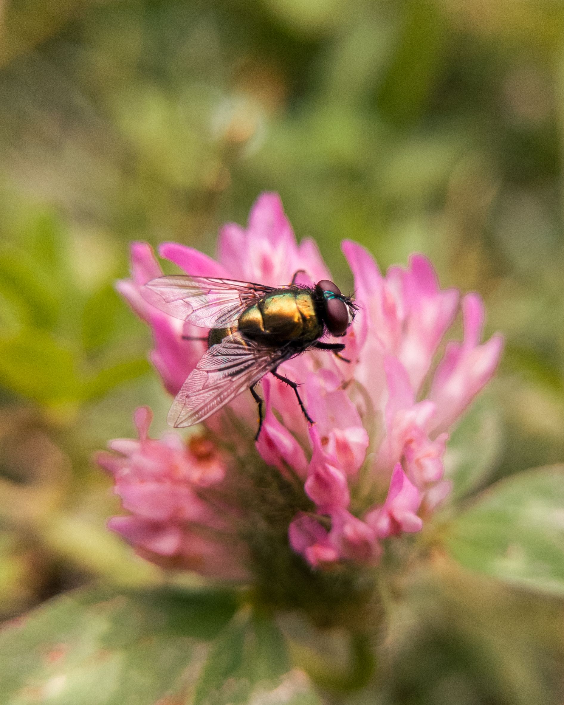 A fly is sitting on top of a pink flower · Free Stock Photo