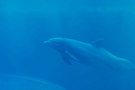 Elegant dolphin swimming underwater, captured in a tranquil ocean scene.