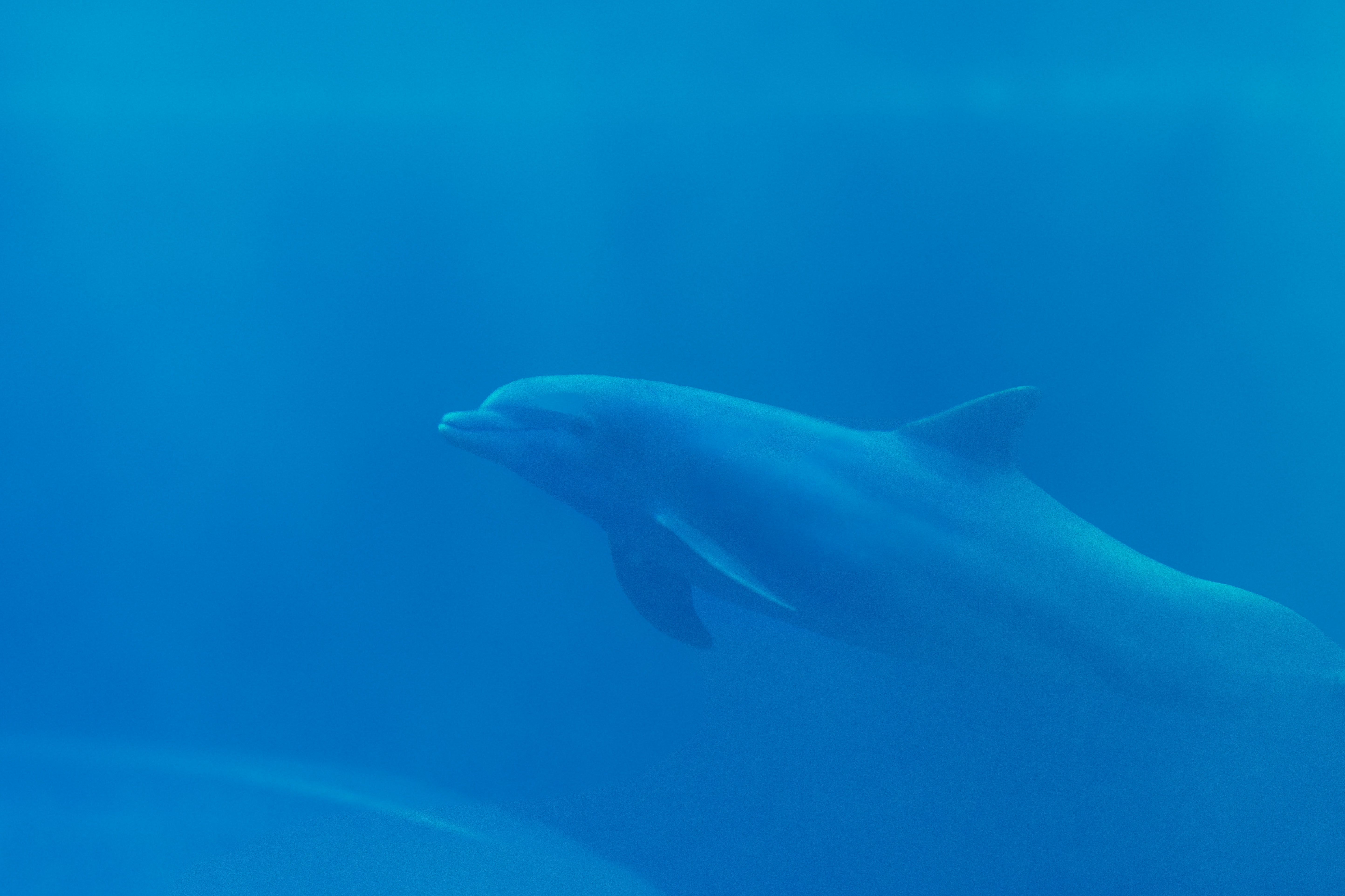海豚 Photos, Download The BEST Free 海豚 Stock Photos & HD Images