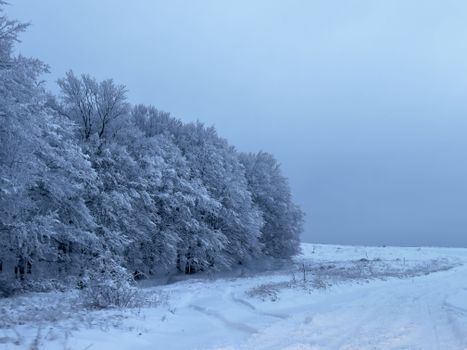A serene winter landscape with a frosty forest edge and snow-covered field.