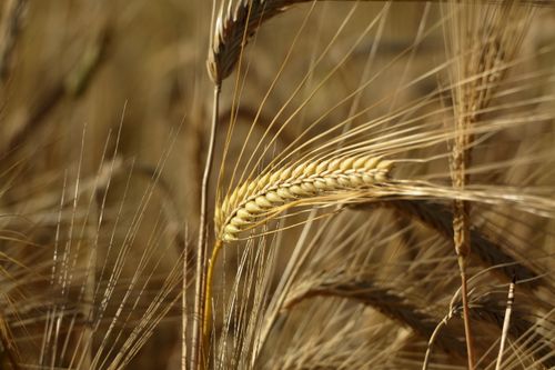 Free Close-up of golden cereal crops with sunlight highlighting textures. Stock Photo
