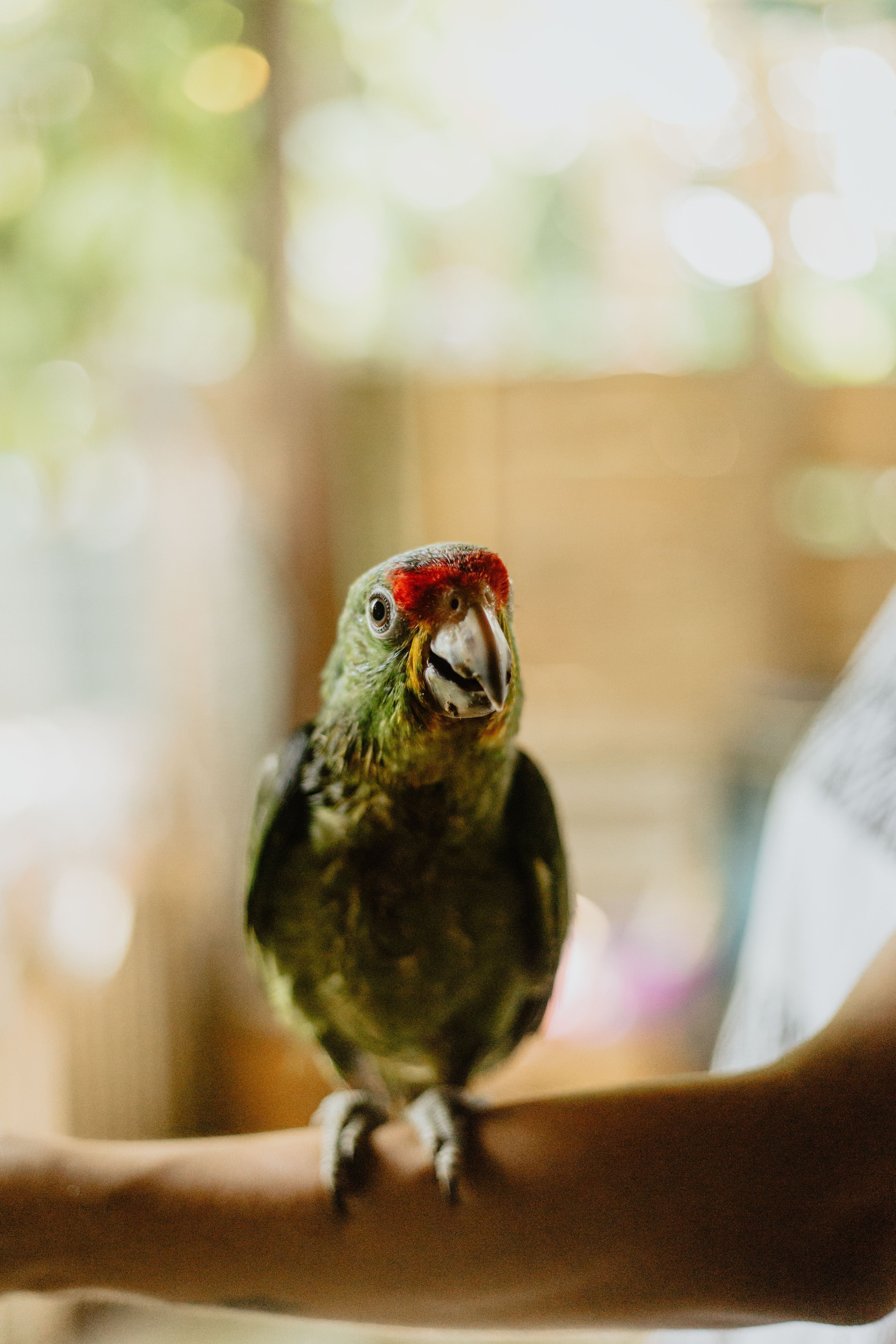 Fotomural Loro verde con cabeza roja posado en el brazo de una persona en interiores.