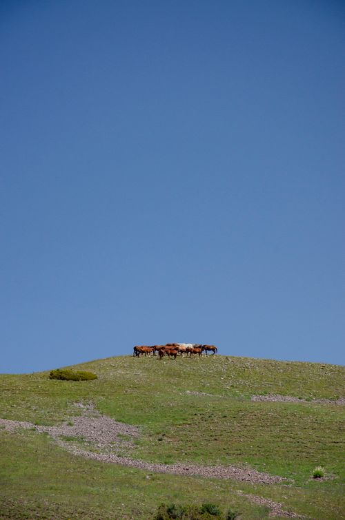 Free A serene landscape of horses grazing under a clear blue sky in Shymkent, Kazakhstan. Stock Photo