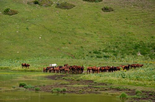 Free A tranquil herd of horses gathered by a serene lake in Shymkent's verdant grasslands. Stock Photo