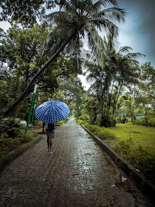 Person Holding a Umbrella