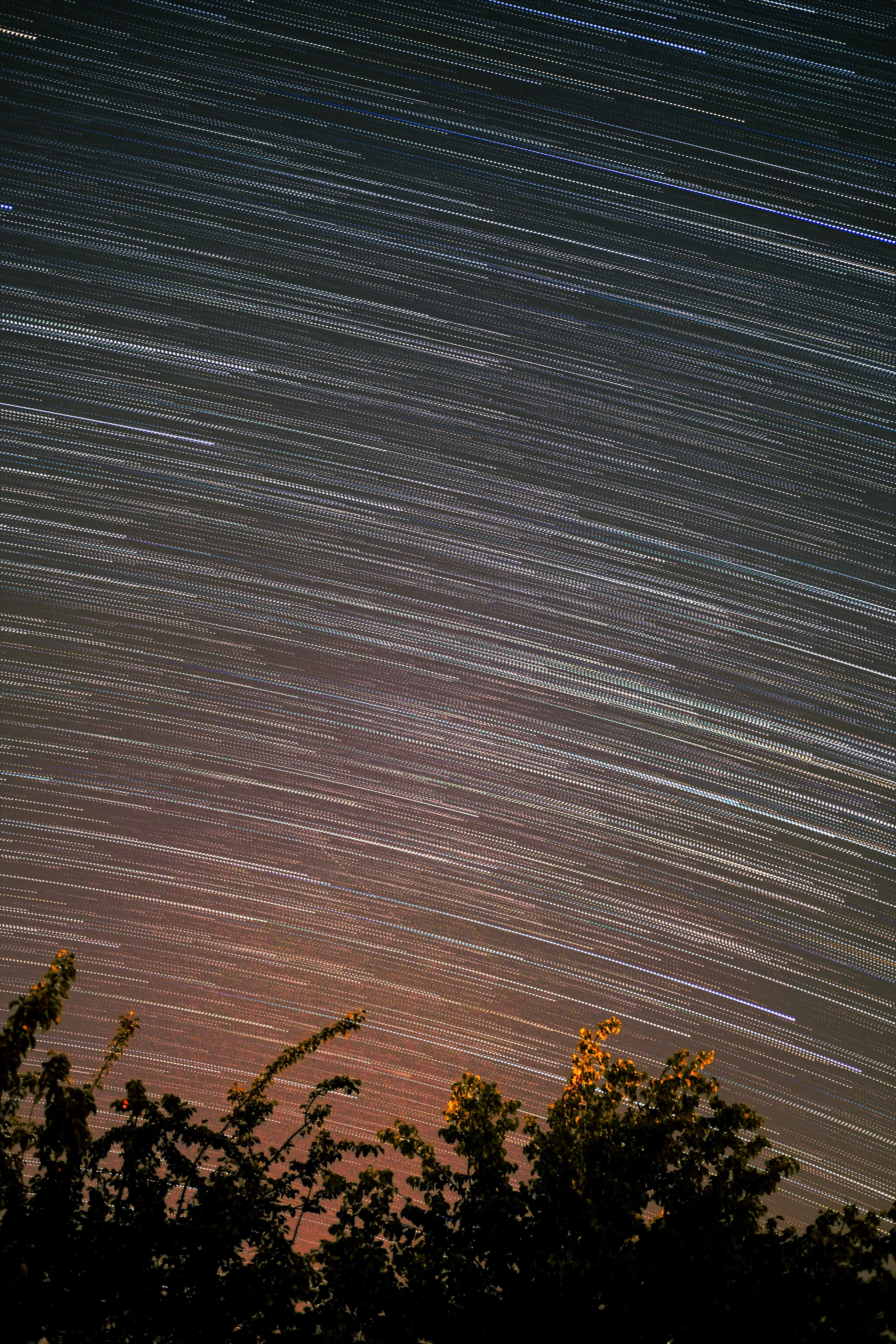 Star trails over the trees in the night sky · Free Stock Photo