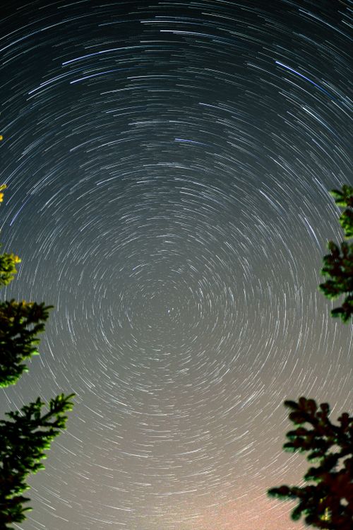 Star trails over the trees in the night sky · Free Stock Photo