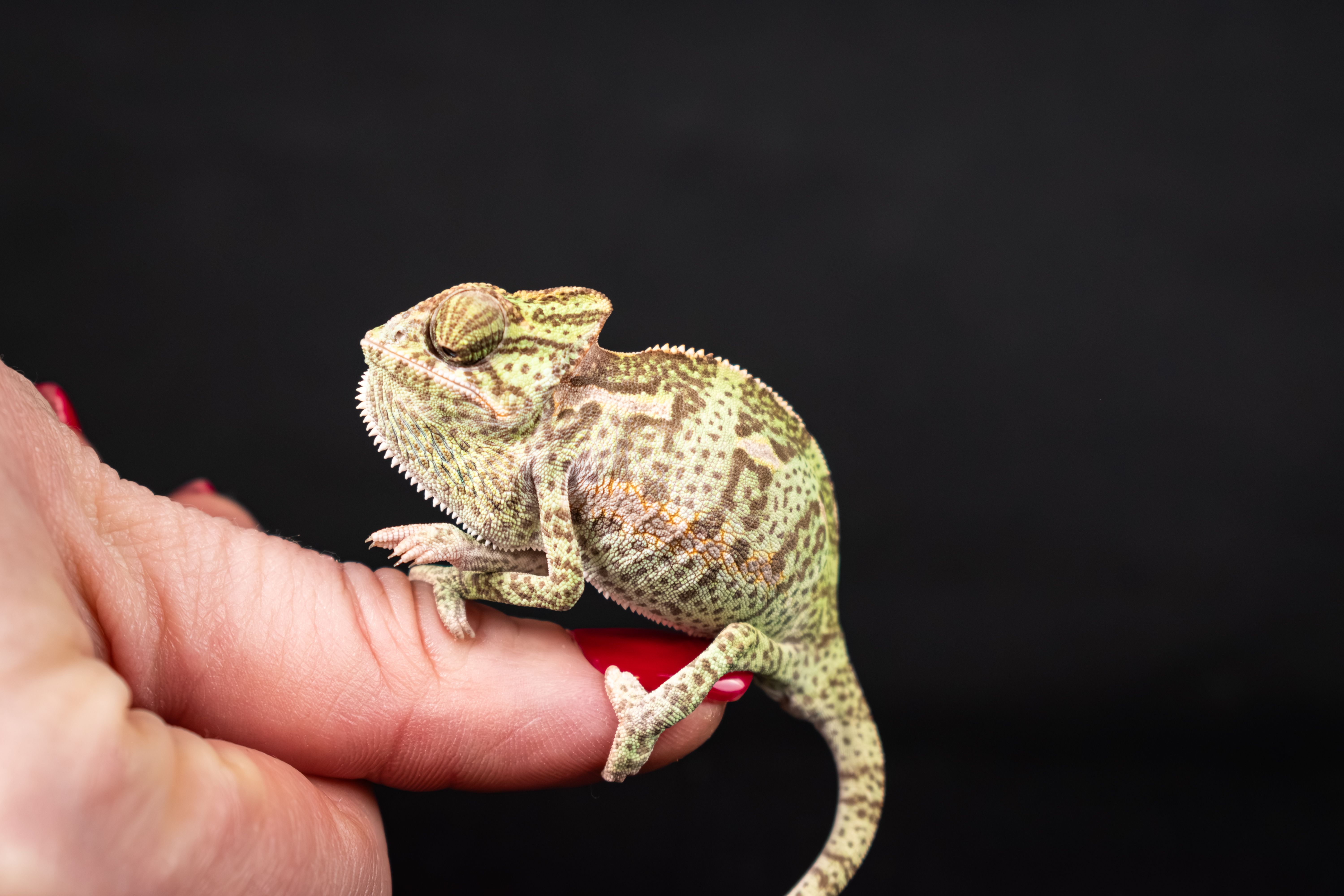 Baby chameleon care: a small young veiled chameleon resting briefly on a person's hand