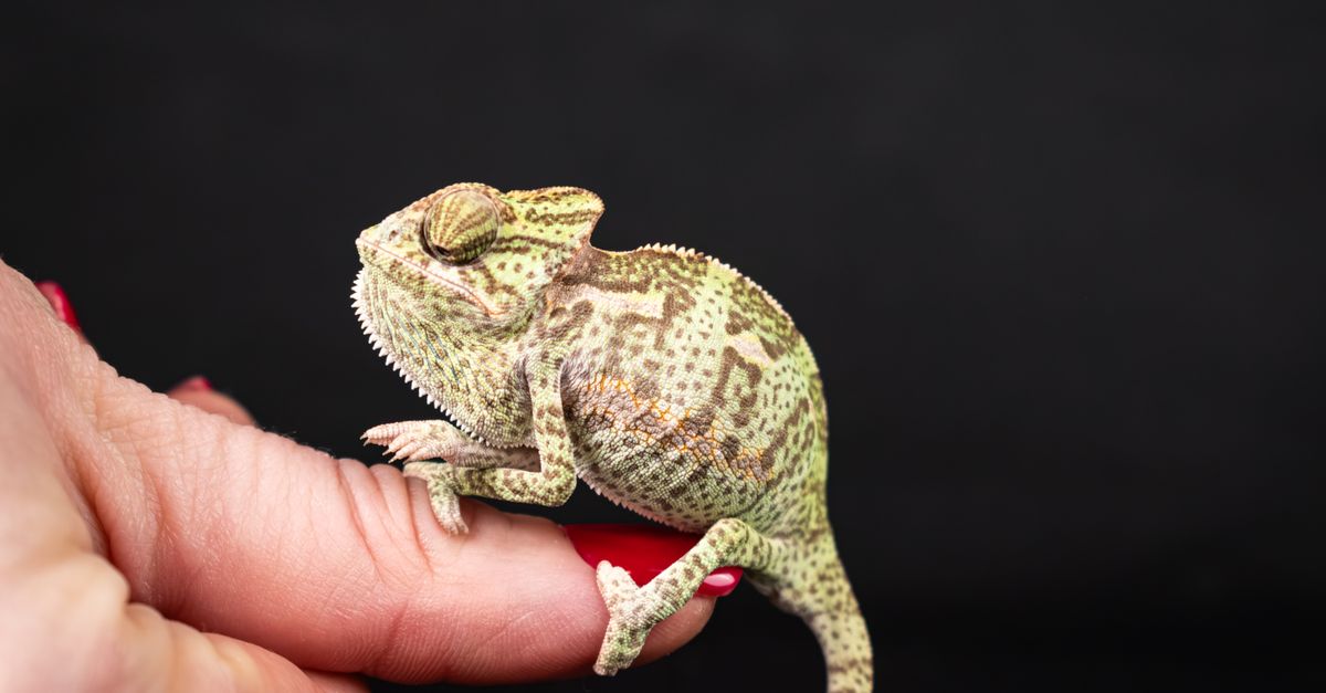 Baby Chameleon Care Baby chameleon care: a small young veiled chameleon resting briefly on a person's hand
