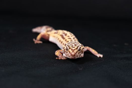 gecko photo
