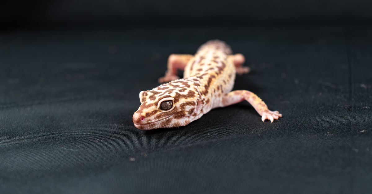 Leopard Gecko Cheap exotic pets: a spotted leopard gecko walking on a dark background