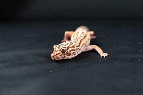 Gecko leopardo