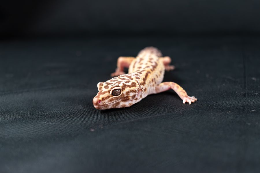 Gecko leopardo
